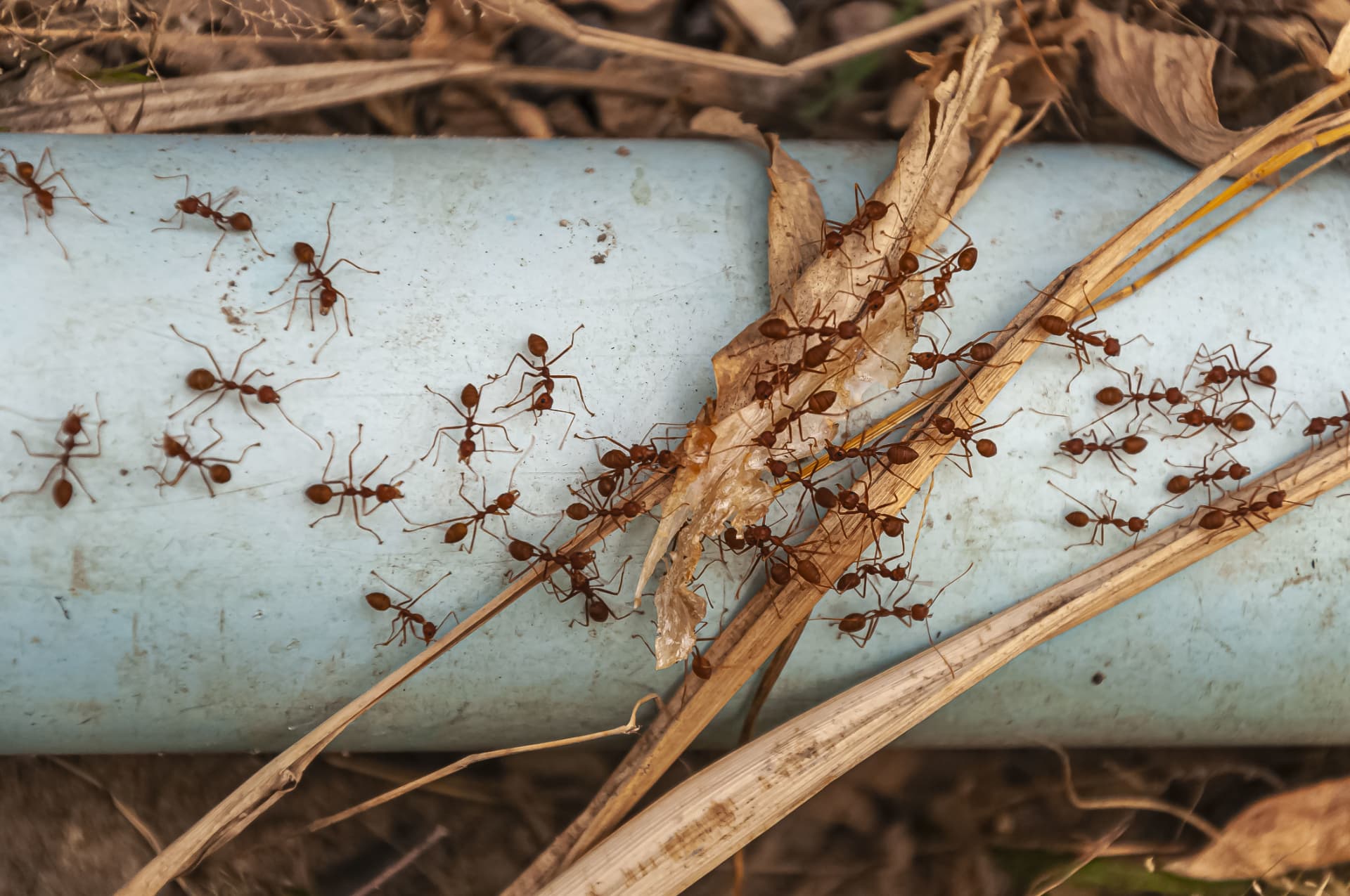 Fourmis & Insectes rampants